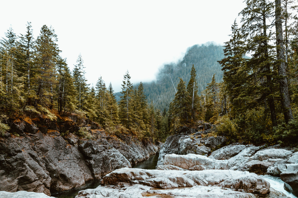 northern-forest