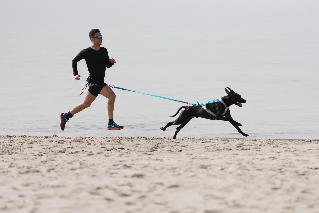 Non-Stop Dogwear - Freemotion harness 5.0